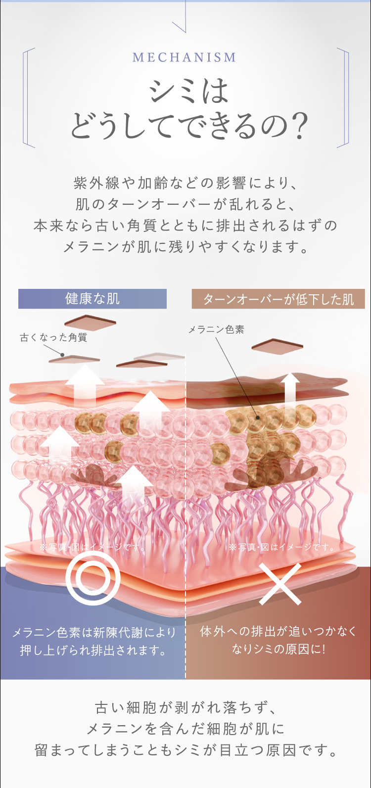 MECHANISM シミはどうしてできるの？