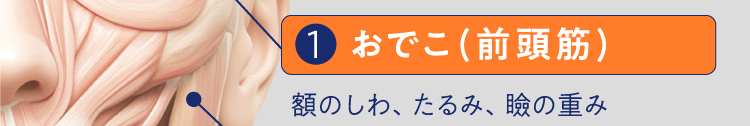 1おでこ(前頭筋)額のしわ、たるみ、瞼の重み