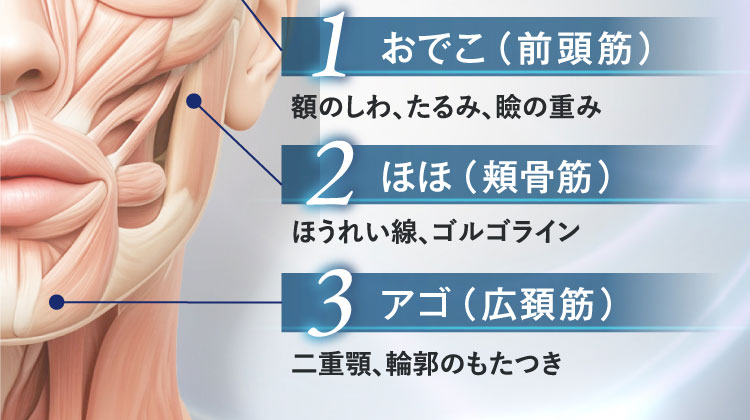 1 おでこ（前頭筋） 額のしわ、たるみ、瞼の重み 2 ほほ（頬骨筋） ほうれい線、ゴルゴライン 3 アゴ（広頚筋） 二重顎、輪郭のもたつき